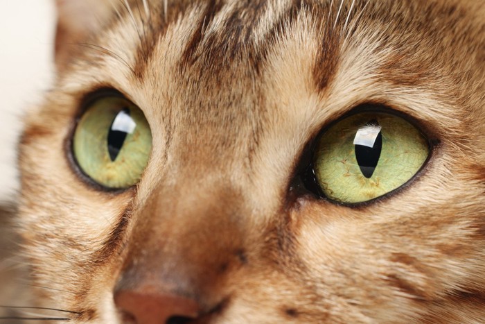 きれいな猫の瞳