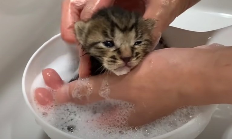 初めてシャンプーされる子猫
