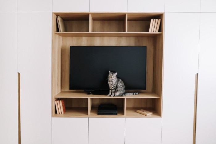 テレビの前に座る猫