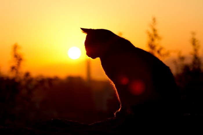 夕日の中の猫