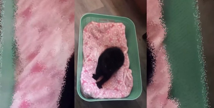 ピンクの毛布の上に黒い猫