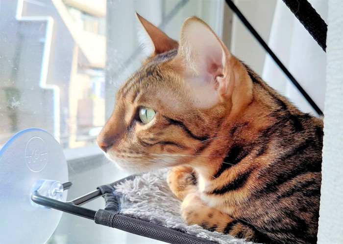 窓の外を見るベンガル猫