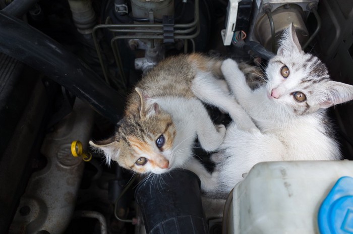 エンジンルーム内の子猫2匹