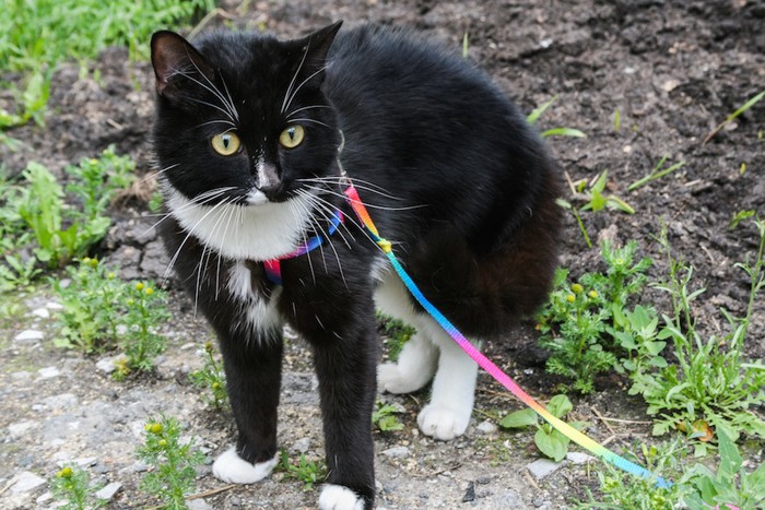 カラフルなハーネスをつけて散歩をする猫