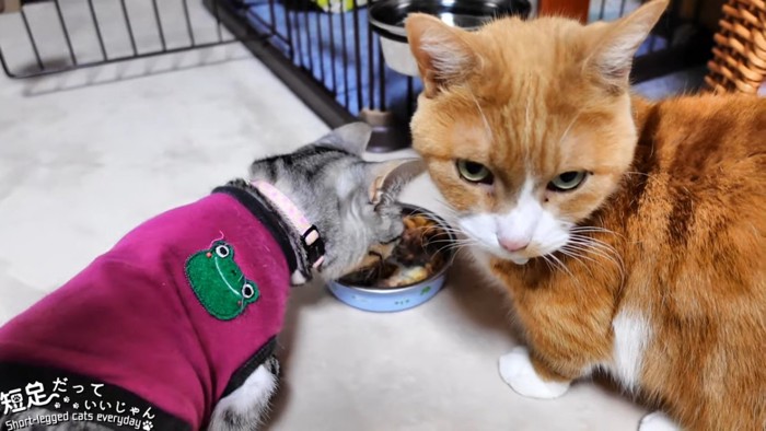 ごはんを食べる服を着た猫と茶色の猫