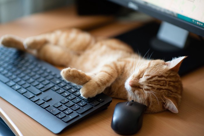 パソコンで寝る猫