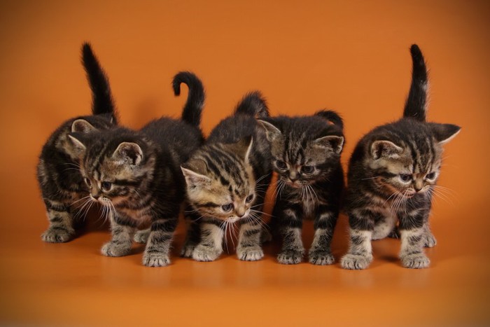 ブランタビーのアメリカンショートヘアの子猫たち