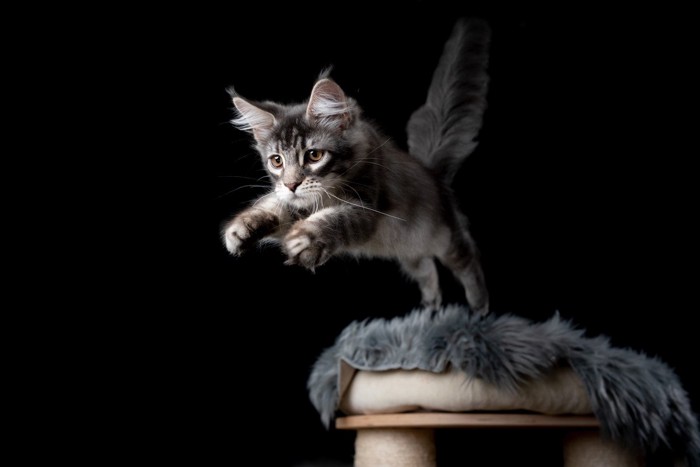 飛び移る猫