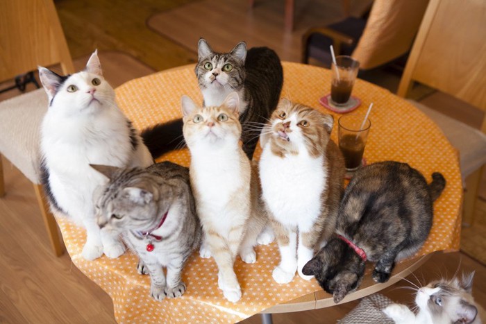 テーブルの上にいるたくさんの猫