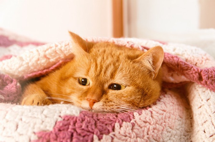 ピンクの毛布に包まる猫