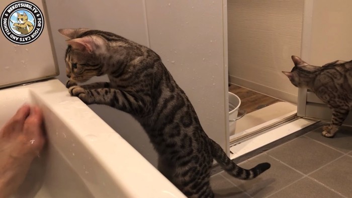 湯船の中を覗く猫