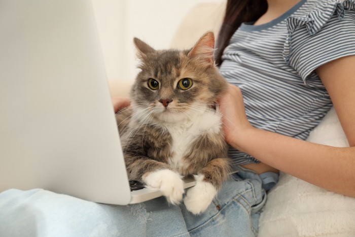 パソコンを使う人の目の前にいる猫