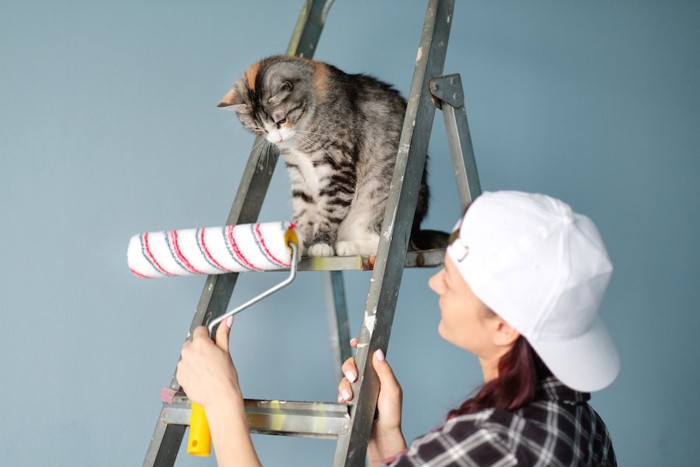 DIY中の女性とはしごに乗っている猫