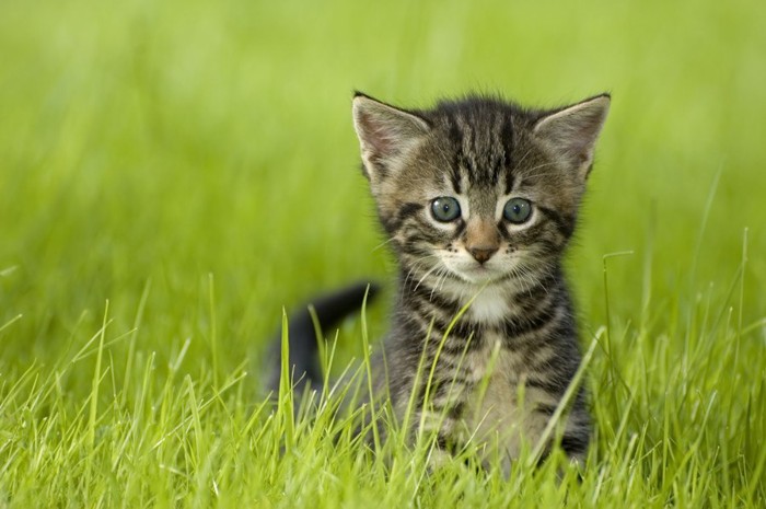 草むらにいる猫