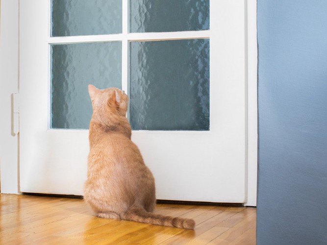 ドアの前で待つ猫