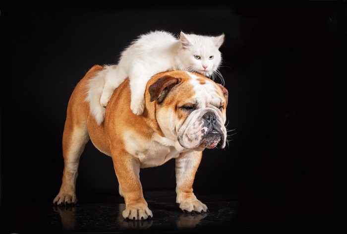 犬の上に乗ってくつろぐ白猫