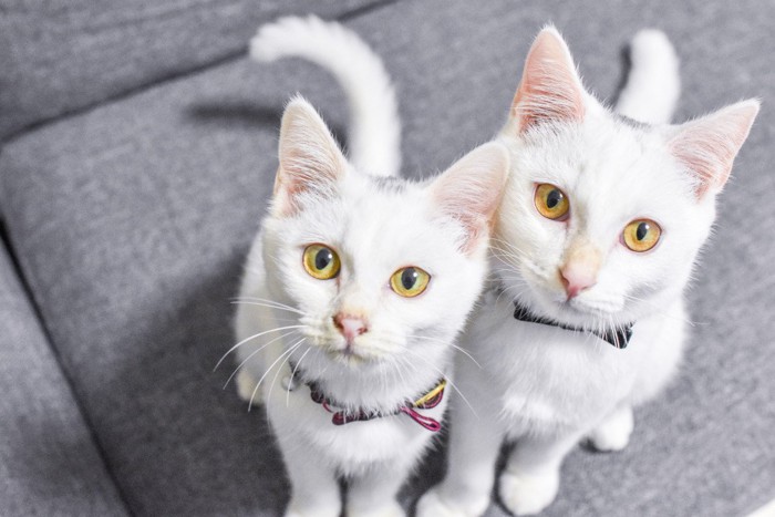 見つめる2匹の白猫