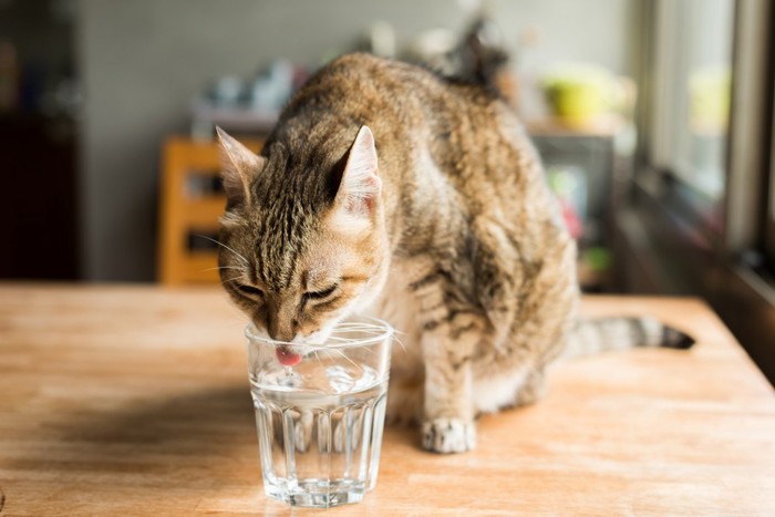 テーブルの上でグラスの水を飲む猫