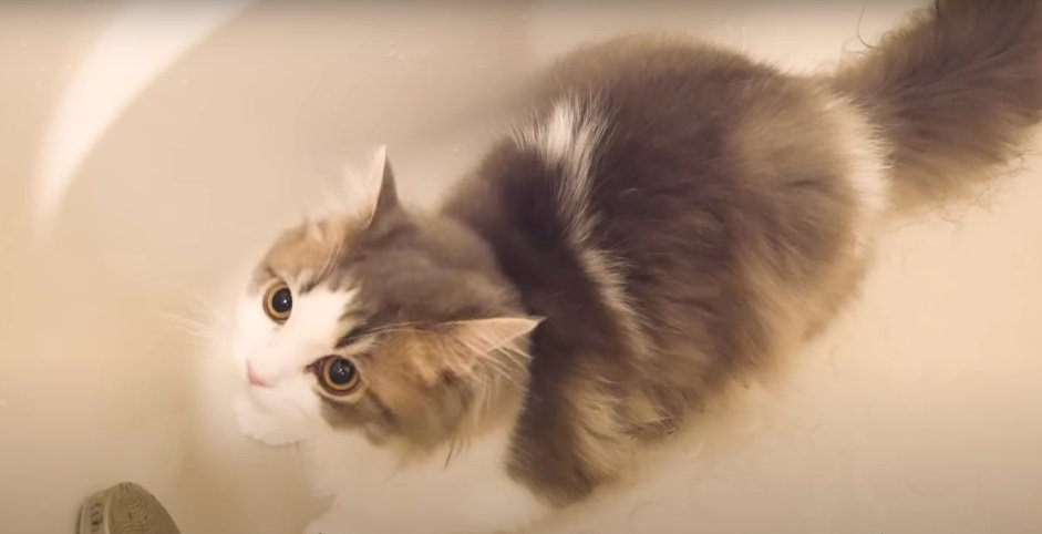 浴槽の中の猫