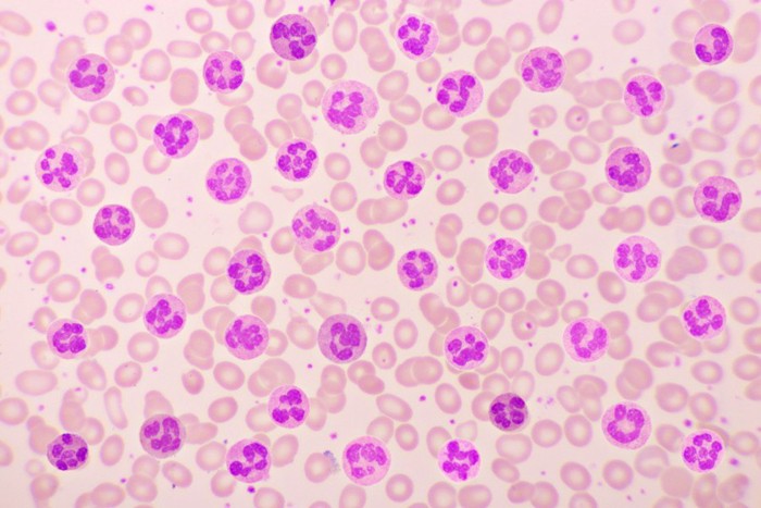 血液の顕微鏡写真