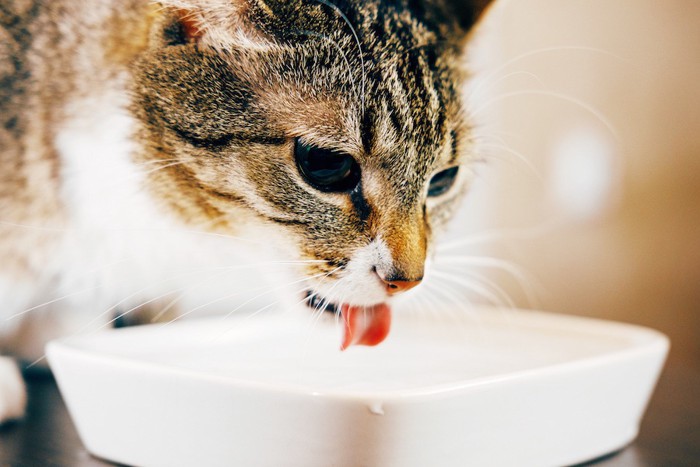 白い器から水を飲む猫
