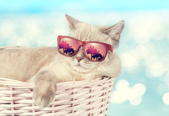 ピンクのサングラスをかける猫