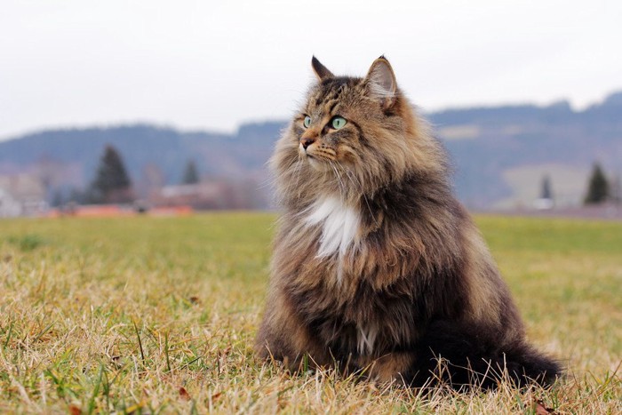 芝の上にいる猫