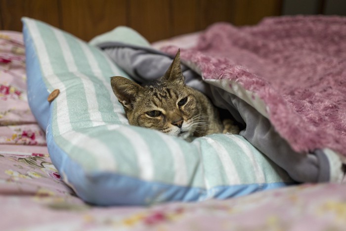 人のように布団で眠る猫