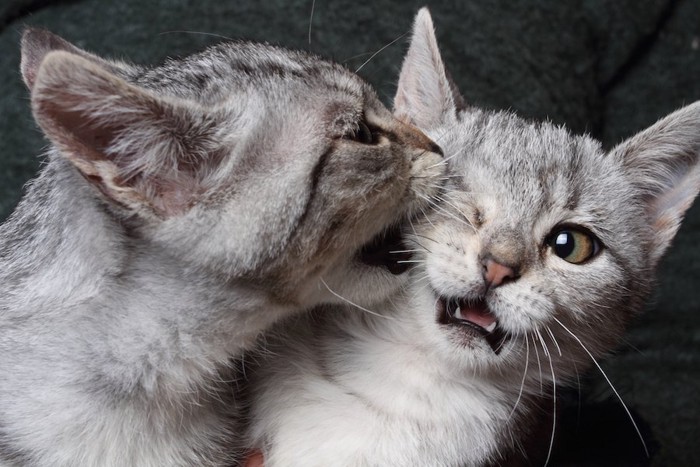 隣の猫の顔を噛む子猫