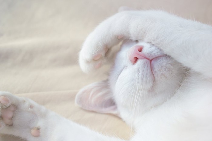 手で顔を隠して眠る白猫