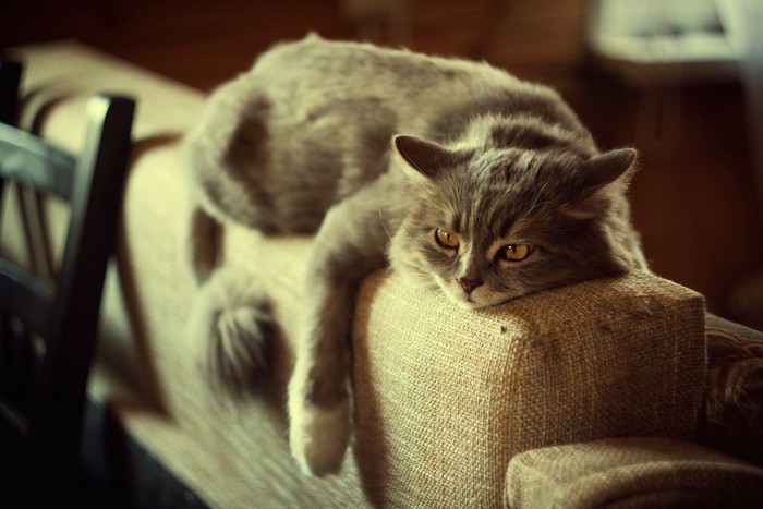 ソファーの背もたれに乗ってくつろぐ猫