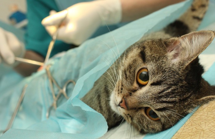 手術台の猫