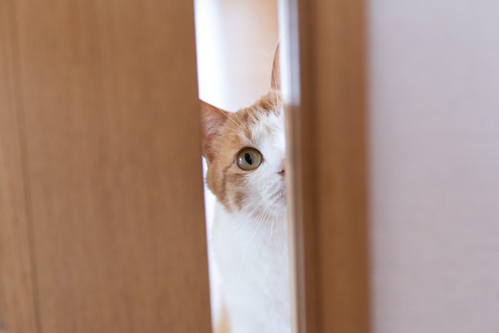 ドアの隙間から顔を覗かせる猫