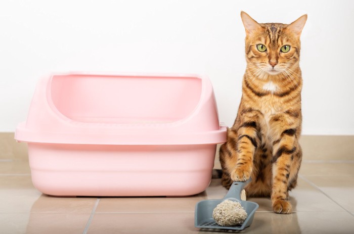 トイレの掃除用スコップに手をかける猫