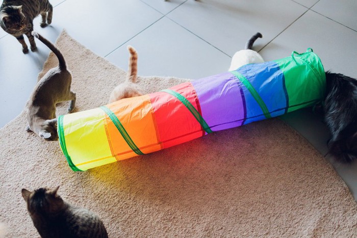 虹色のトンネルと多数の猫