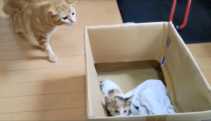 緊張気味の子猫がいる箱をウズちゃんがのぞく