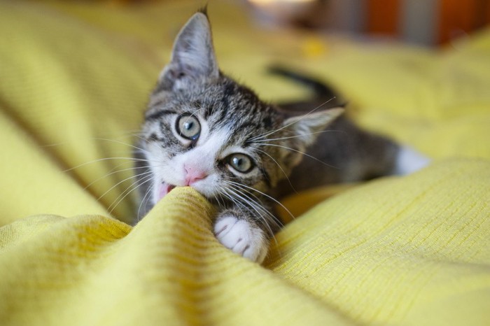 毛布を噛む猫