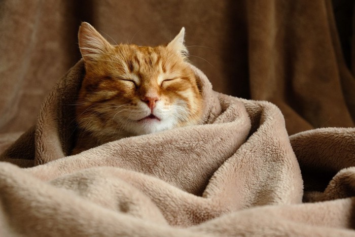 毛布に包まるチャトラ猫
