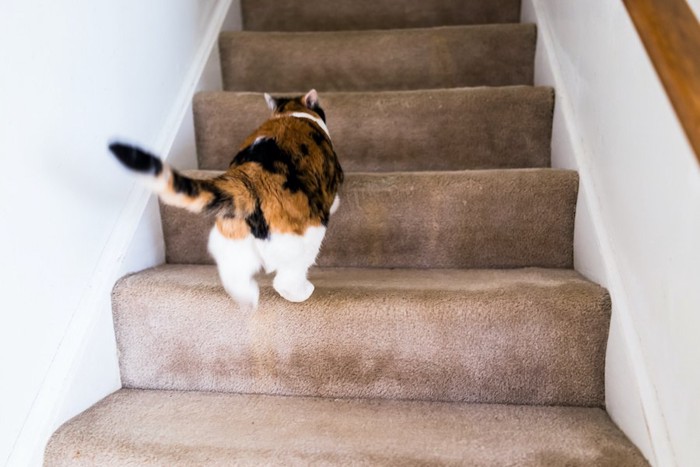 階段を上る猫の後ろ姿