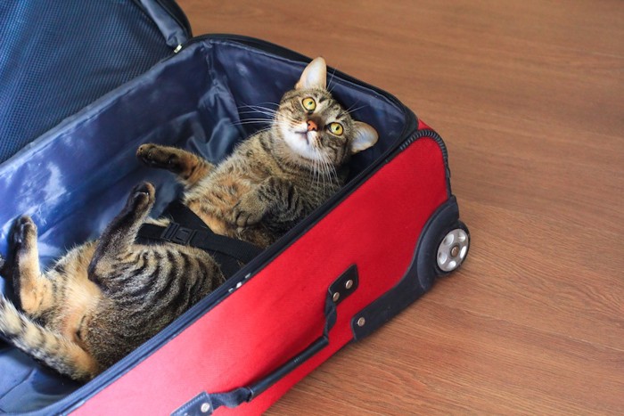 スーツケースの中で寝転がる猫