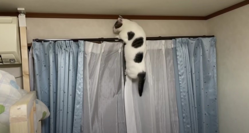 カーテンレールの上によじ登る猫