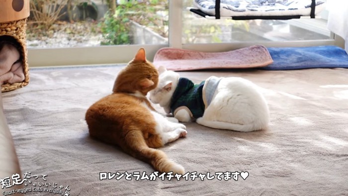 並ぶ茶色の猫と白猫