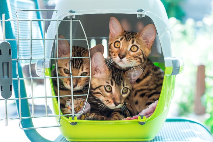 キャリーケースに入る三匹の子猫
