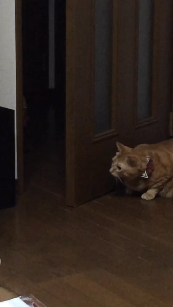 ドアの陰に隠れる猫