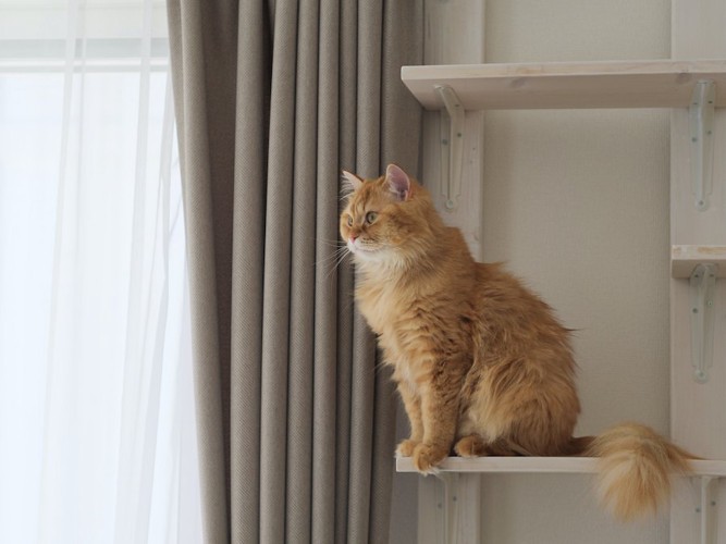 キャットタワーの上に座る猫