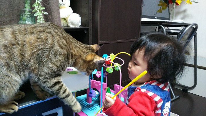 猫と赤ちゃんが遊んでる写真