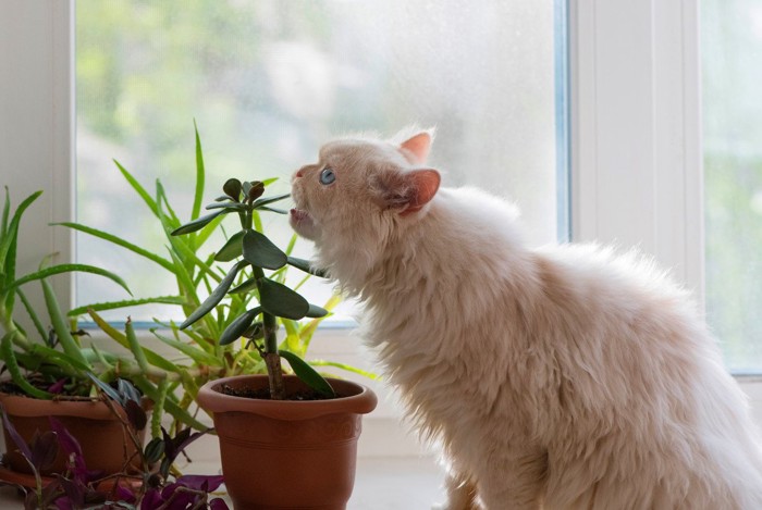 鉢植えの匂いを嗅ぐ猫
