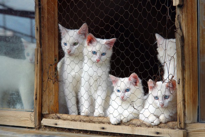 ケージ内にいる白猫たち