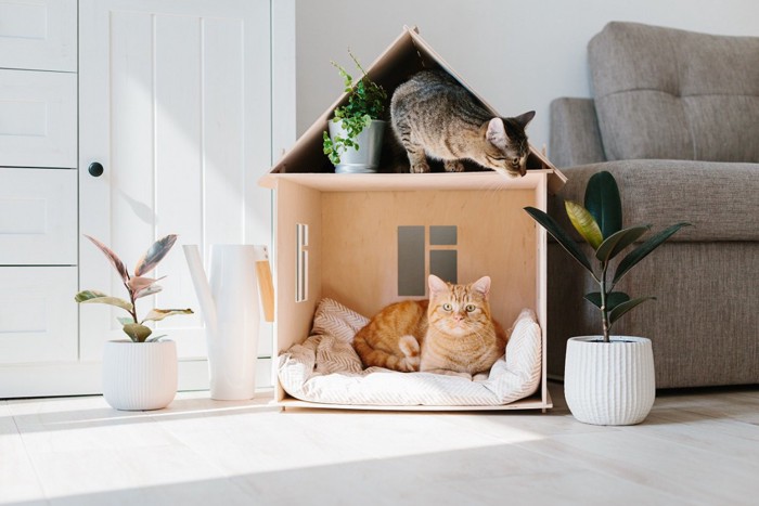 屋根付きの家に住む猫