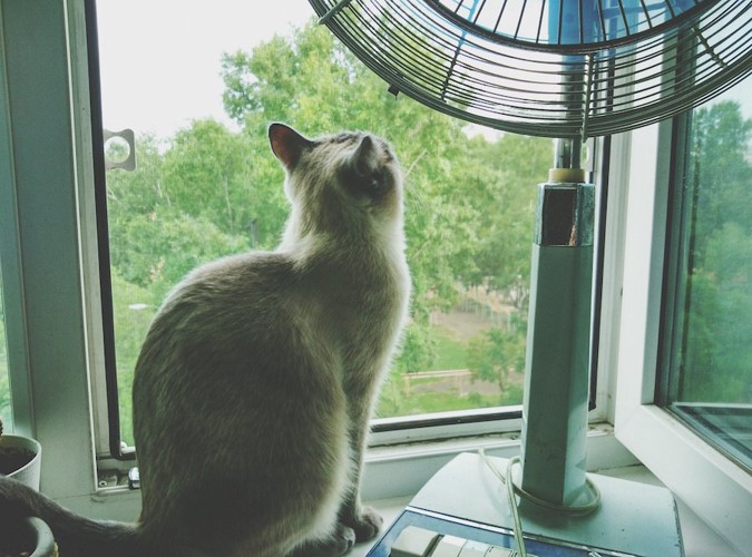 窓辺で扇風機の隣に座る猫